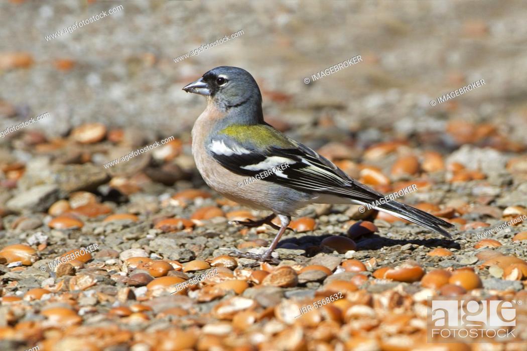 Stock Photo: African chaffinch (Fringilla coelebs africana) Chaffinch Niche Chaffinches, songbirds, animals, birds, finches, Common Chaffinch North African subspecies.