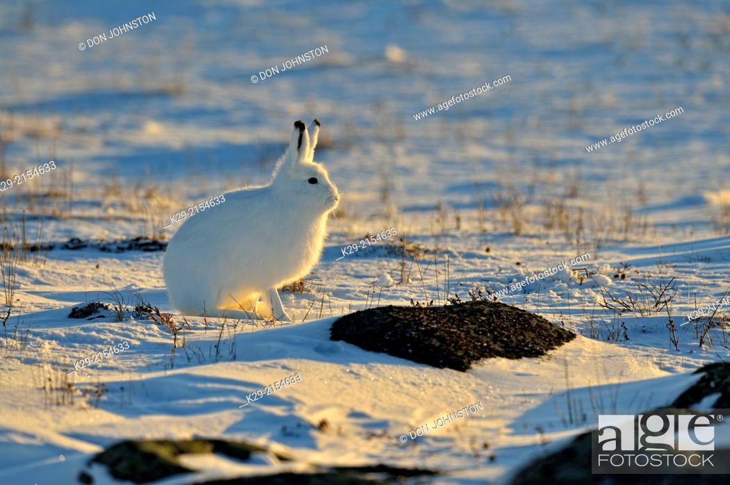 Stock Photo: Arctic Hare (Lepus arcticus), Wapusk NP, Cape Churchill, Manitoba, Canada.