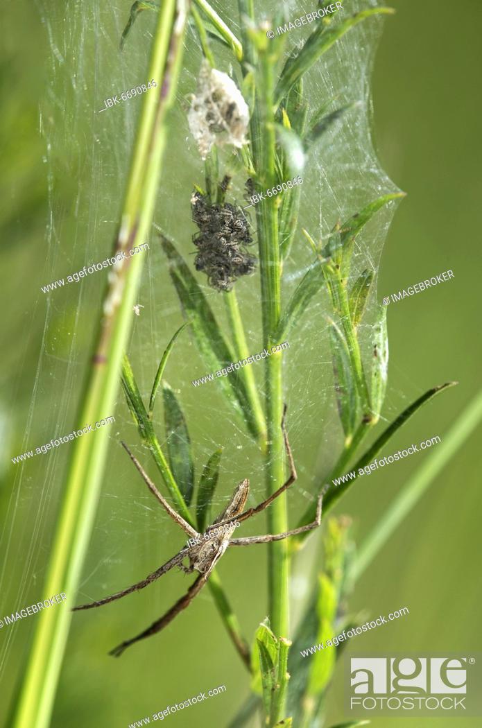 Stock Photo: Female list spider (Pisaura mirabilis) guards her brood freshly hatched from the cocoon, Switzerland, Europe.