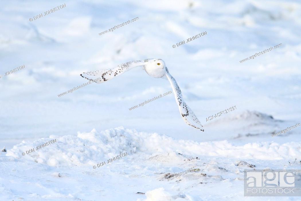 Stock Photo: Snowy owl (Bubo scandiacus) hunting along shore of Hudson Bay.