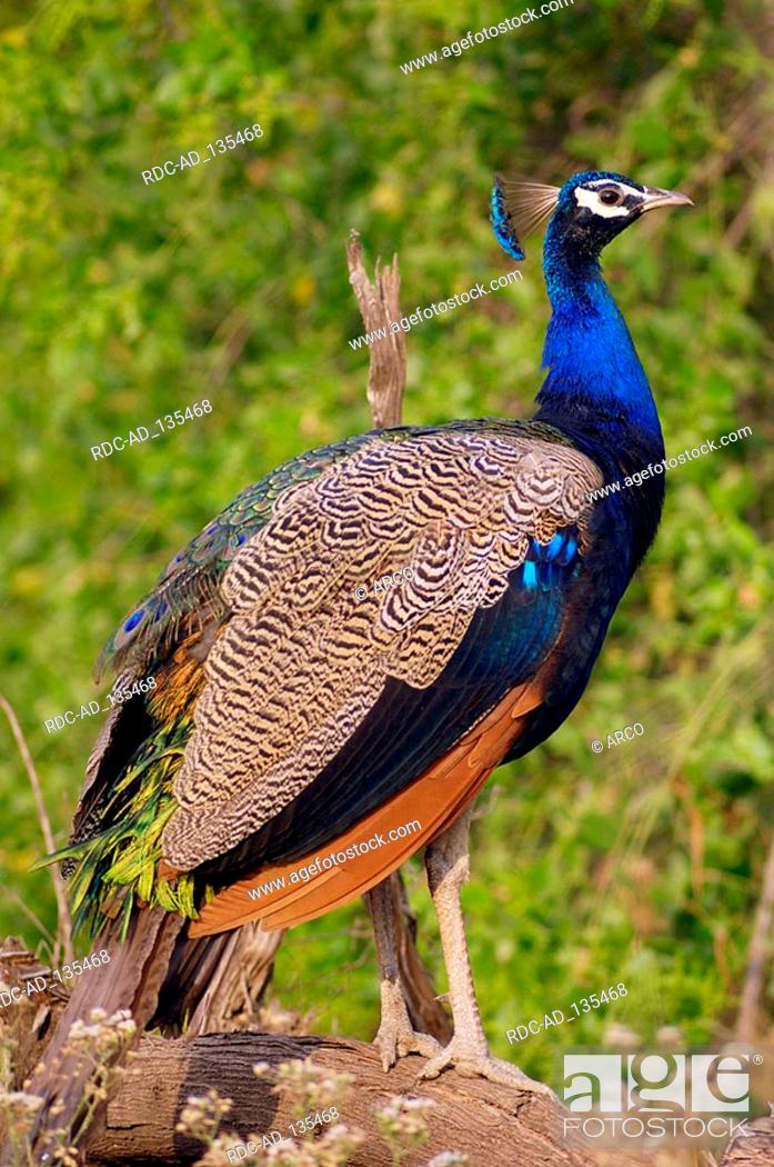Peacock male Keoladeo Ghana national park Rajasthan India Pavo cristatus,  Stock Photo, Picture And Rights Managed Image. Pic. RDC-AD_135468 |  agefotostock
