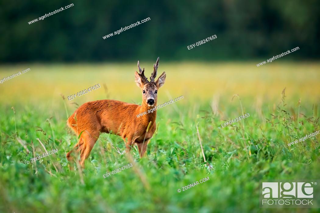 Stock Photo: Roe deer, capreolus capreolus, buck with large antlers standing on a field and observing. Strong roebuck watching in summer countryside with copy space form.