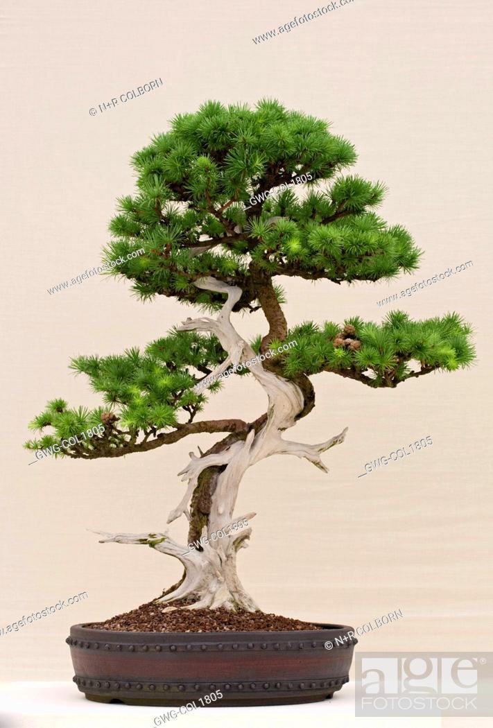 Bonsai Larix Leptolepis Japanese Larch Stock Photo Picture And Rights Managed Image Pic Gwg Col1805 Agefotostock