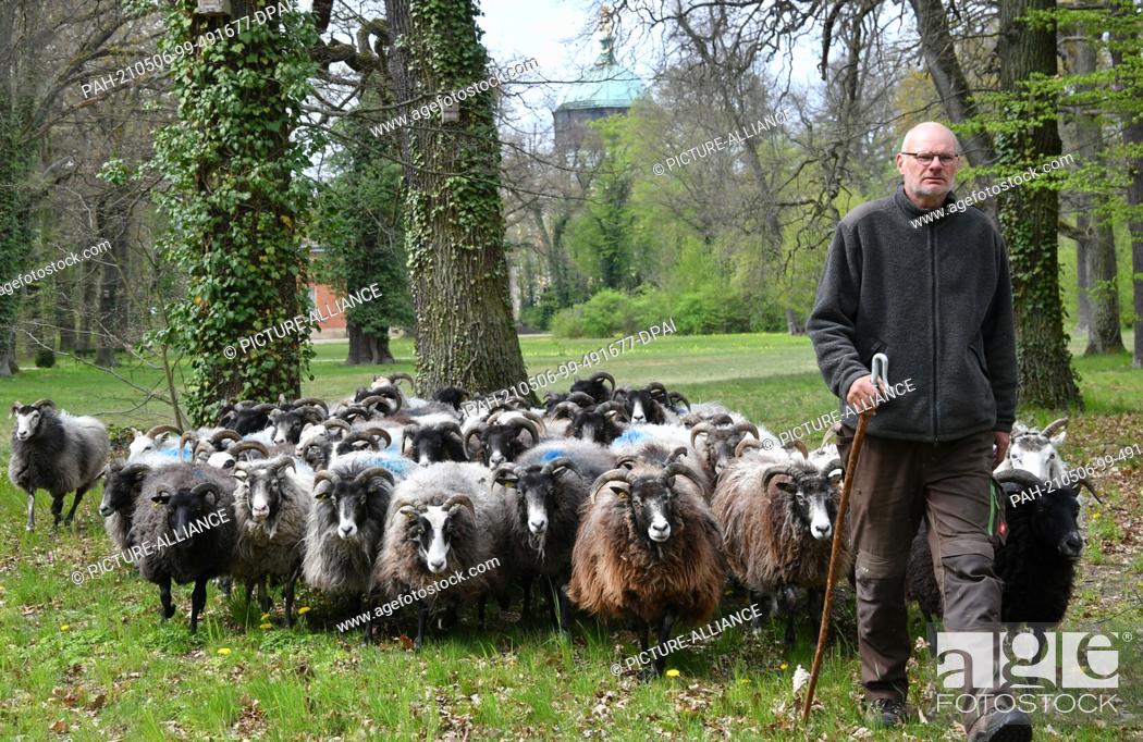 Stock Photo: 06 May 2021, Brandenburg, Potsdam: Shepherd Björn Hagge leads his flock to a grazing area in Sanssouci Park. In support of garden monument and landscape.
