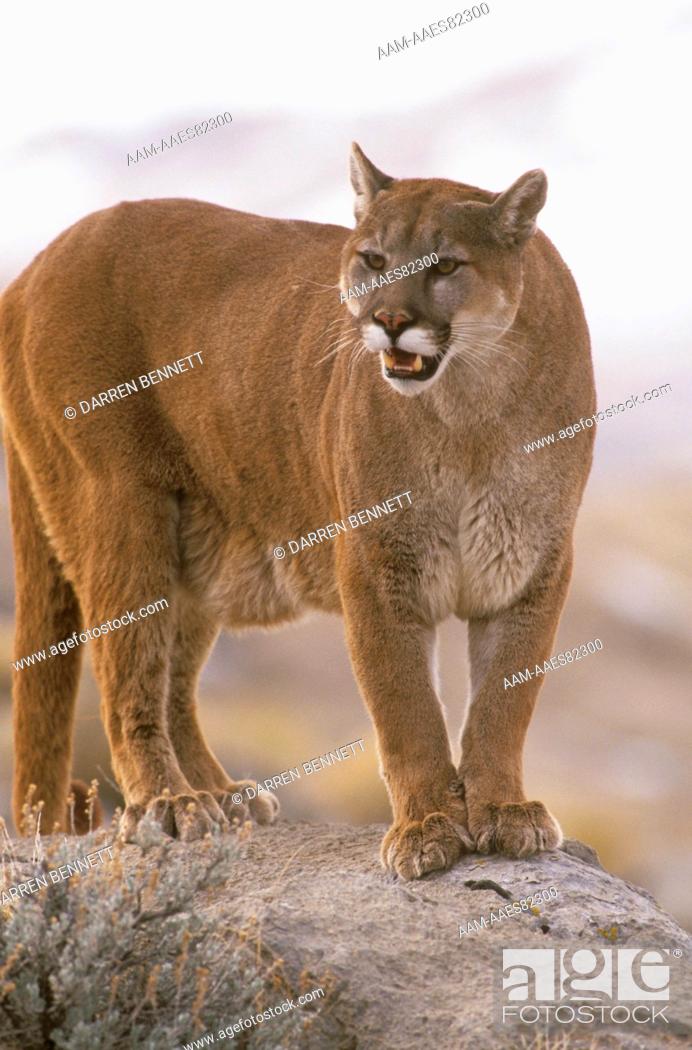 Is cougar spanish what in cougars translation