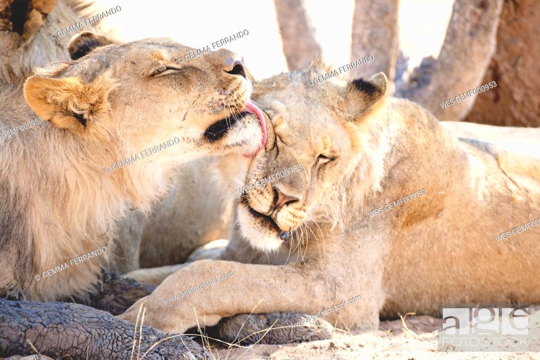 Stock Photo: Namibia, Etosha National Park, lioness licking another.
