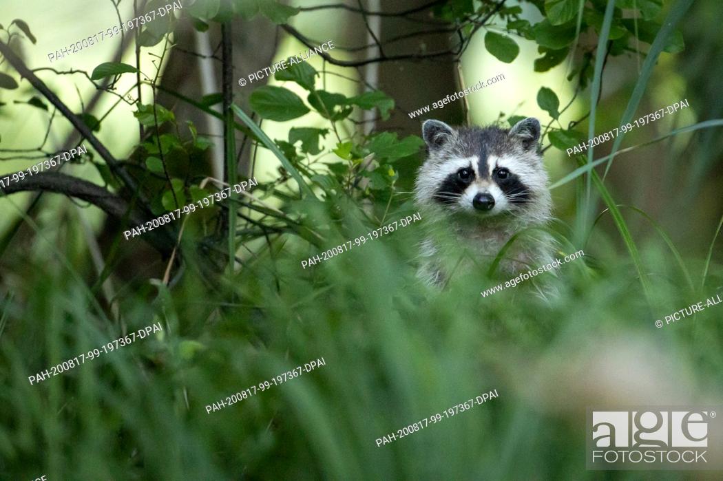 Stock Photo: 08 July 2020, Brandenburg, Brehmsdorf: A raccoon roams the banks of the Great Treppel Lake in search of food. In the Schlaubetal you can observe many wild.