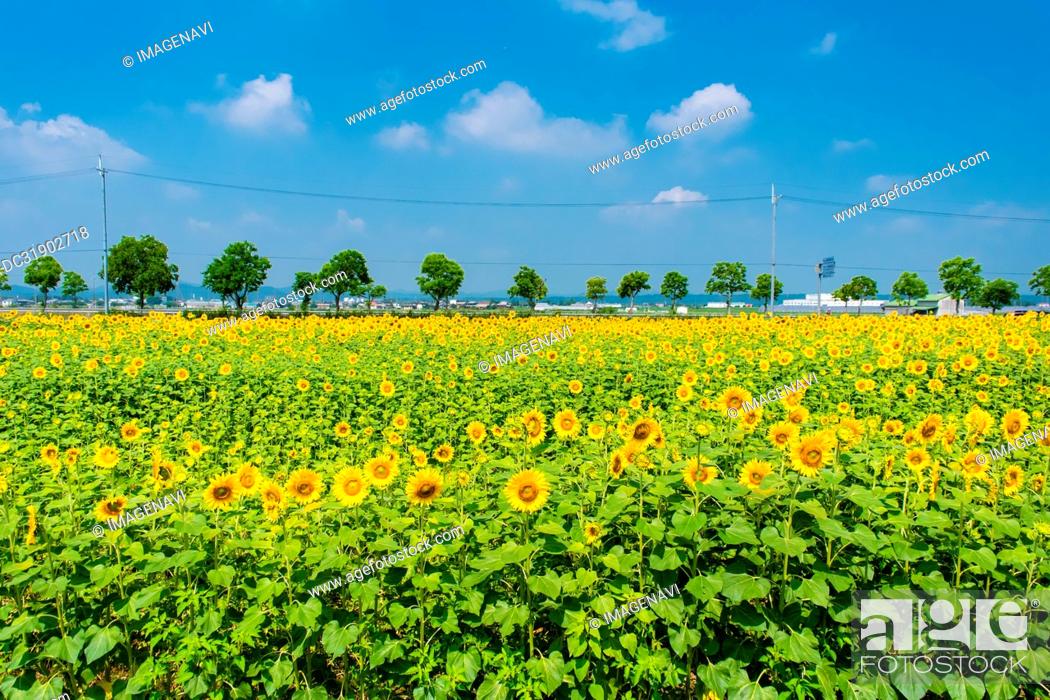 Stock Photo: Sunflower.