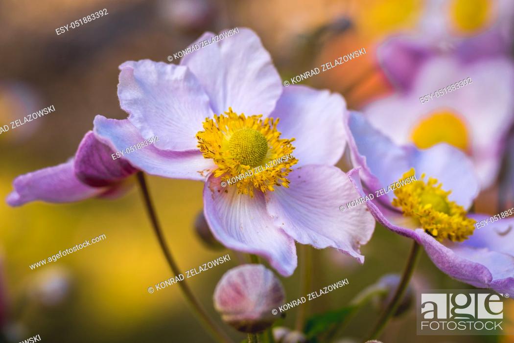 Stock Photo: Anemone scabiosa flower in the garden.