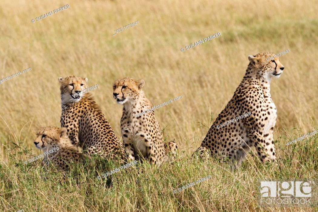 Imagen: A cheetah mom & her 3 cubs on the plains of the Masai Mara.