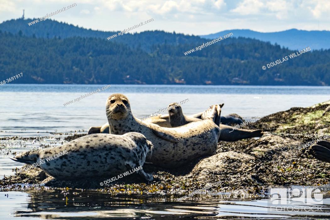Stock Photo: Seals on rocks near Saturna Island, BC, Canada.
