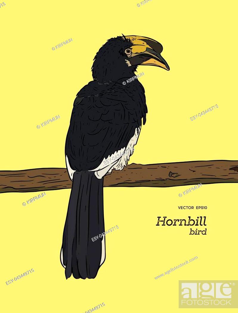 Hornbill Drawing Stock Illustrations – 490 Hornbill Drawing Stock  Illustrations, Vectors & Clipart - Dreamstime
