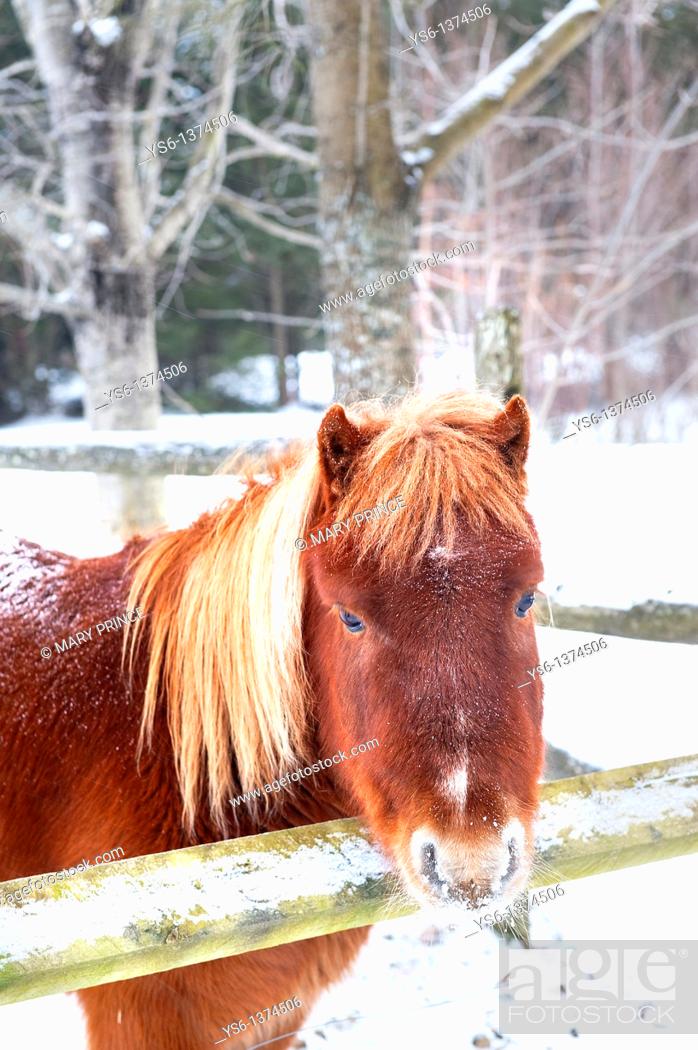 Photo de stock: Snowy Pony.