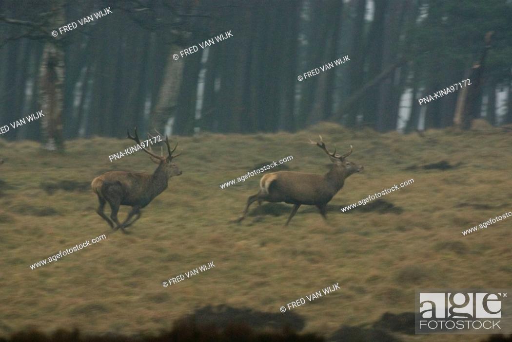 Stock Photo: Red Deer Cervus elaphus - National Park De Hoge Veluwe, Guelders, The Netherlands, Holland, Europe.