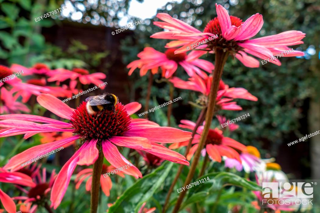 Stock Photo: Bee on a Red Echinacea Flower.