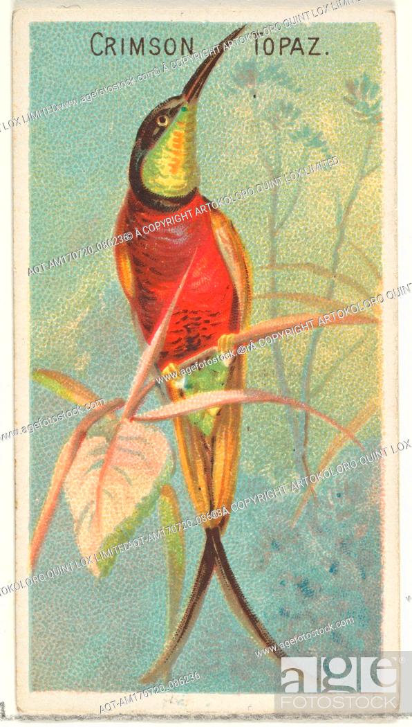 Stock Photo: Crimson Topaz, from the Birds of the Tropics series (N5) for Allen & Ginter Cigarettes Brands, 1889, Commercial color lithograph, Sheet: 2 3/4 x 1 1/2 in.
