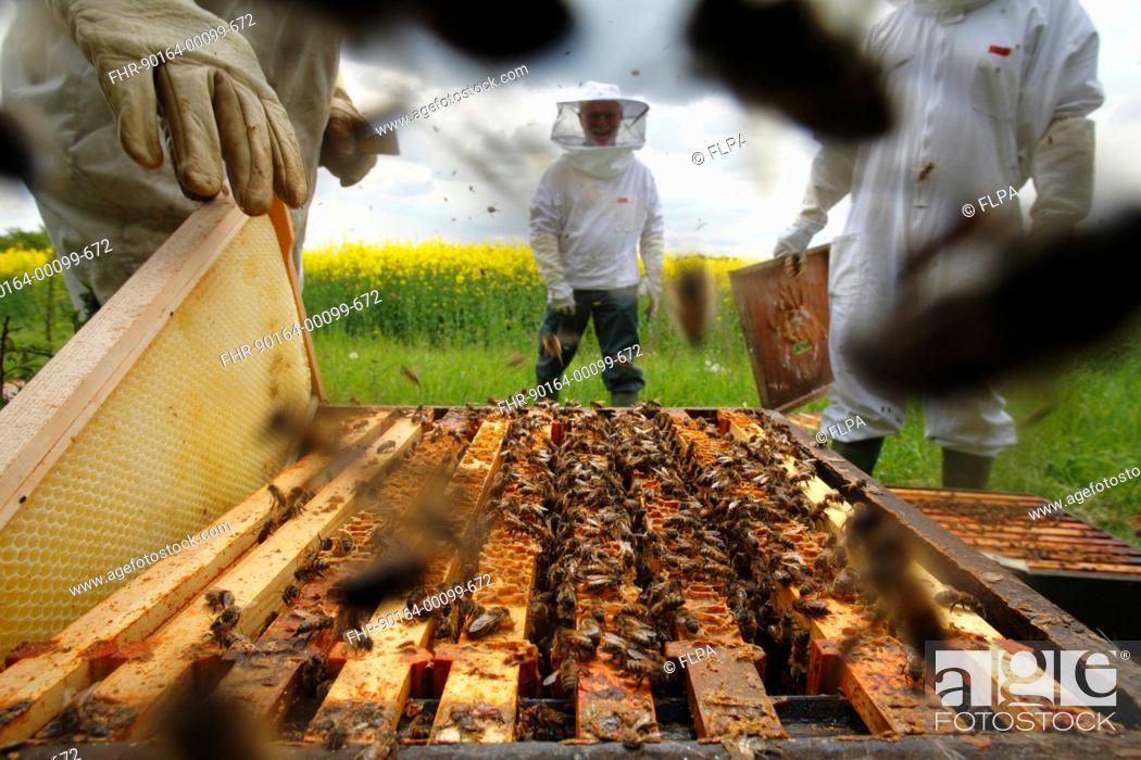 Stock Photo: Professional beekeeping, beekeepers examining Western Honey Bee Apis mellifera hives for queen cells and adding new supers and combs.