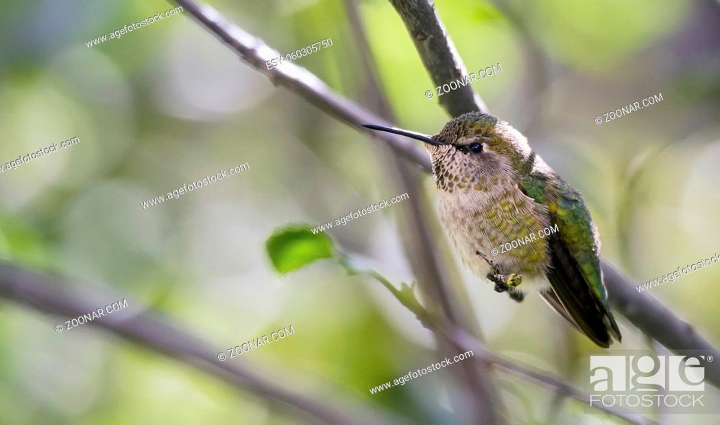 Stock Photo: Closeup shot of a single female Anna's hummingbird (Calypte anna) perched on a tree branch, at rest.