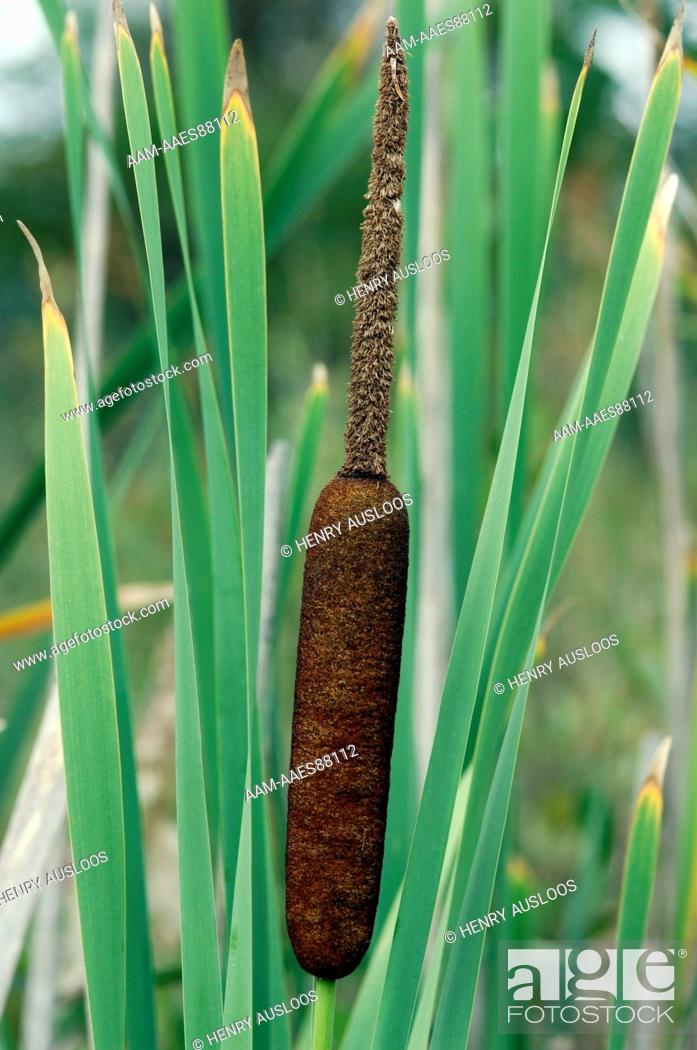 Stock Photo: Reed Bulrush. Roseau. Massette. (Typha latifolia).