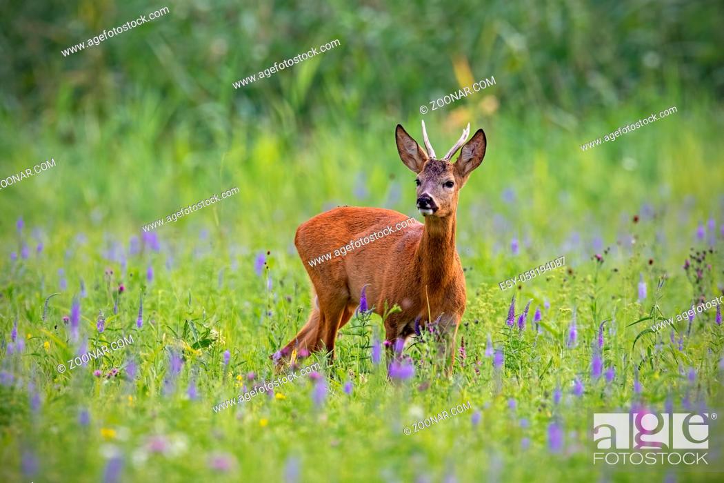 Stock Photo: Roe deer, capreolus capreolus, buck in summer on a meadow full of flowers. Roebuck at sunset. Wild animal in natural environment. Cute wild male deer.
