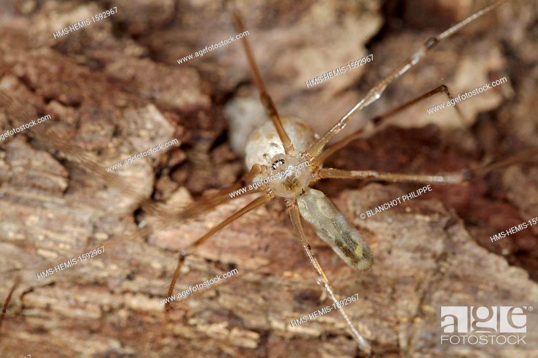 Stock Photo: France, Araneae, Pholcidae, Daddy longlegs (Pholcus phalangioides), female with egg sac.