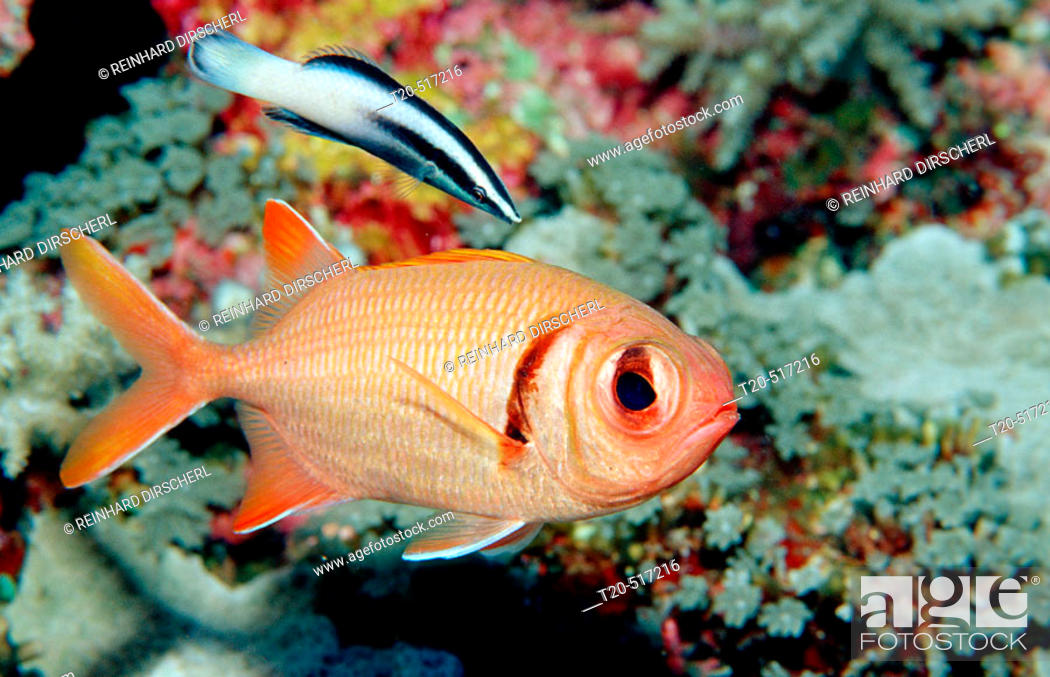 Stock Photo: Blotcheye soldierfish and cleaner wrasse, Myripristis murdjan, Indonesia, Indian Ocean, Komodo National Park.