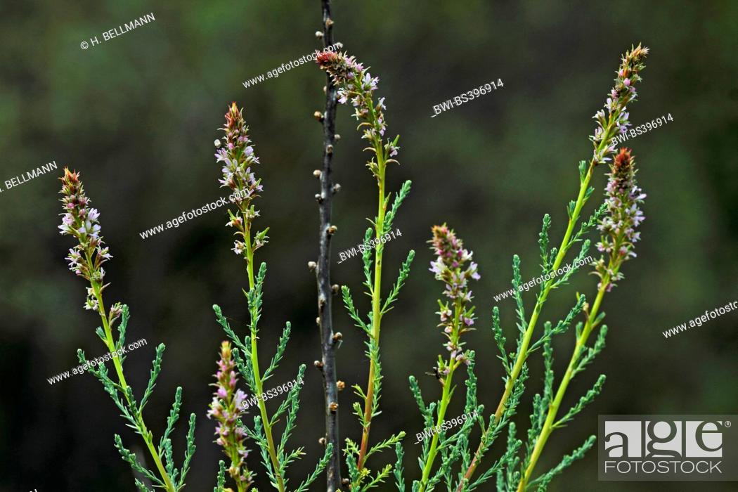 Stock Photo: German tamarisk, False tamarisk (Myricaria germanica), blooming, Germany.