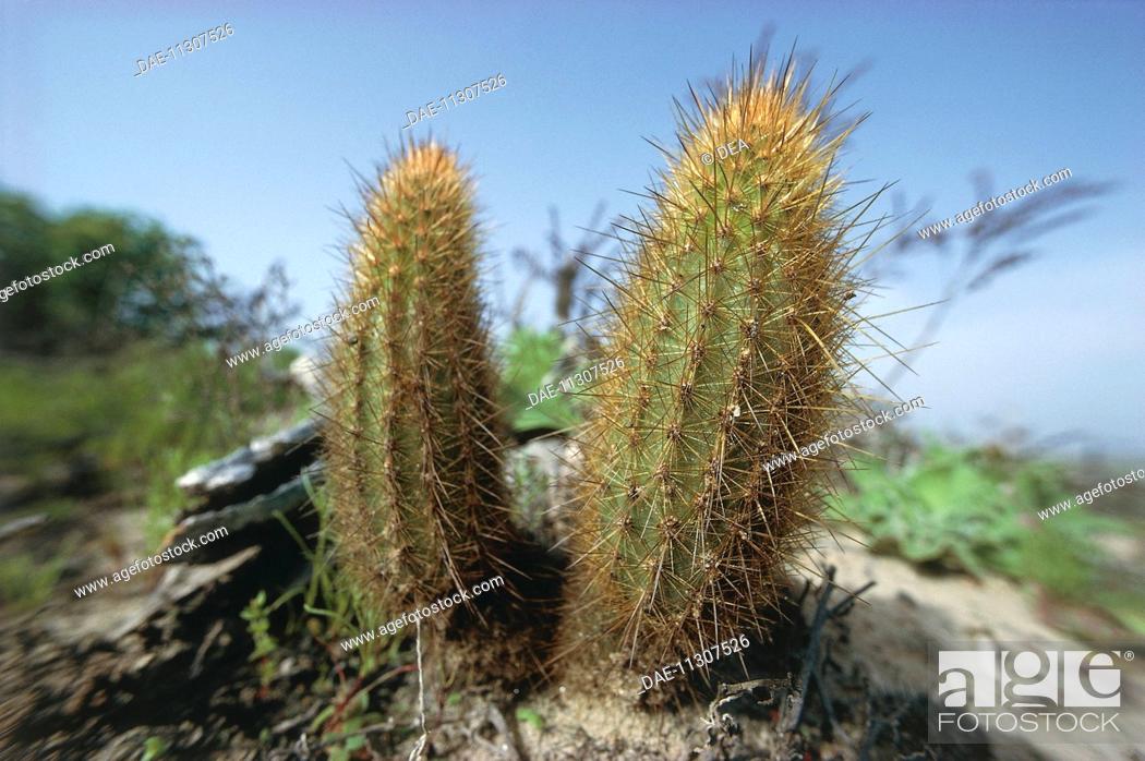 Stock Photo: Botany - Cactaceae. Golden snakecactus (Bergerocactus emoryi).