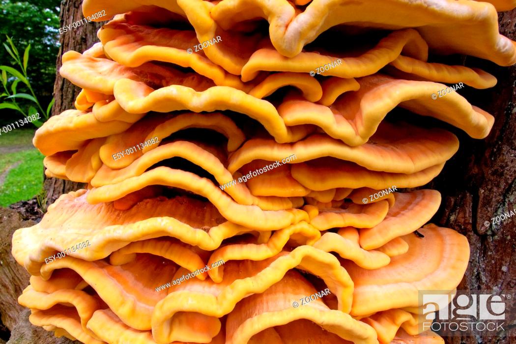 Stock Photo: tree fungus.