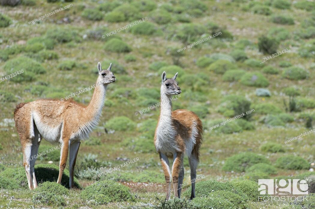 Stock Photo: Guanacos (Lama guanicoe) in Torres del Paine National Park in Patagonia, Chile.