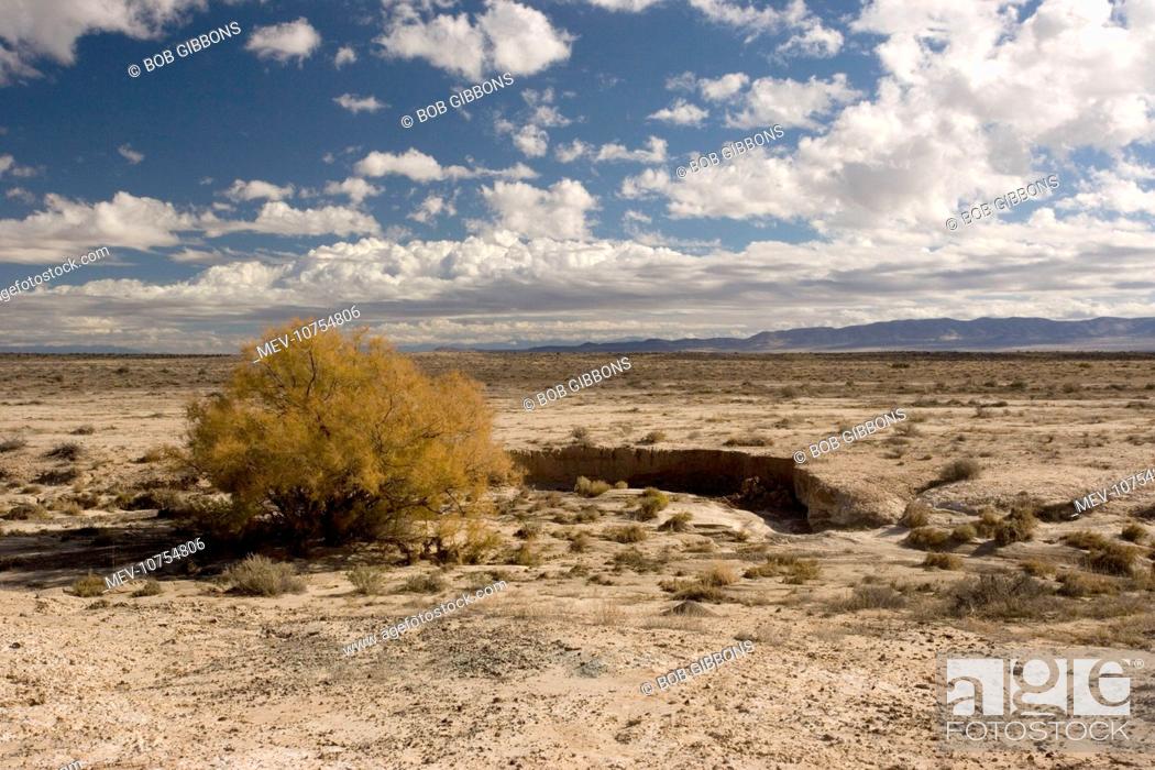 Stock Photo: High desert in Utah, near Eureka. Invaded by tamarisk (Tamarix ramossisima).