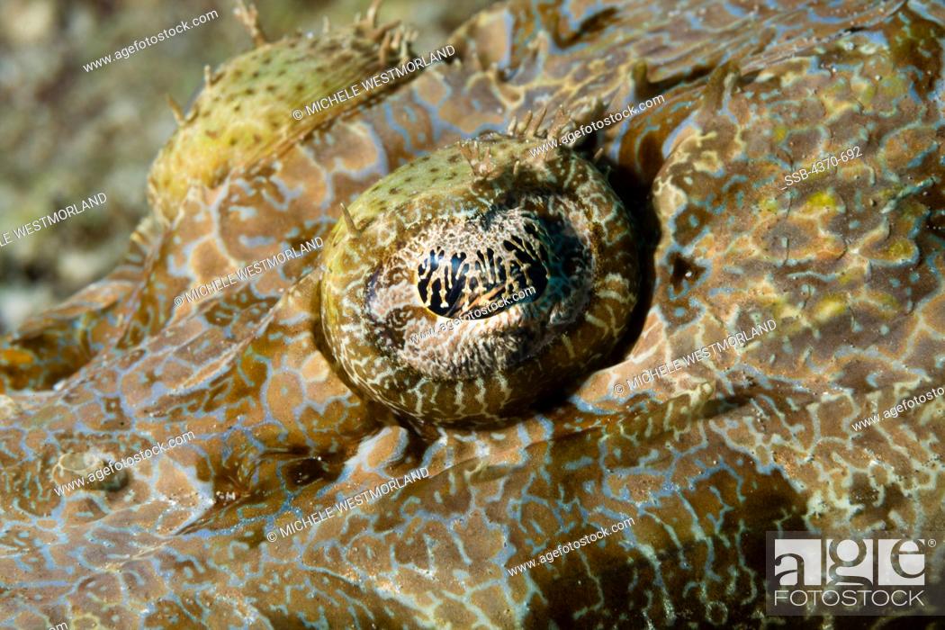 Stock Photo: Indonesia, Bali, Crocodile flathead (Cymbacephalus beauforti) eye detail.