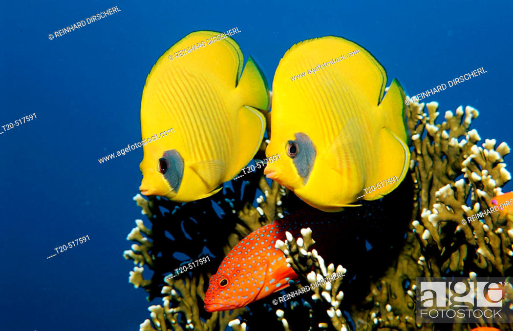 Stock Photo: Masked Butterflyfish, Coral grouper, Chaetodon semilarvatus, Cephalopholis miniata, Egypt, Sha'ab Marksur, Red Sea.