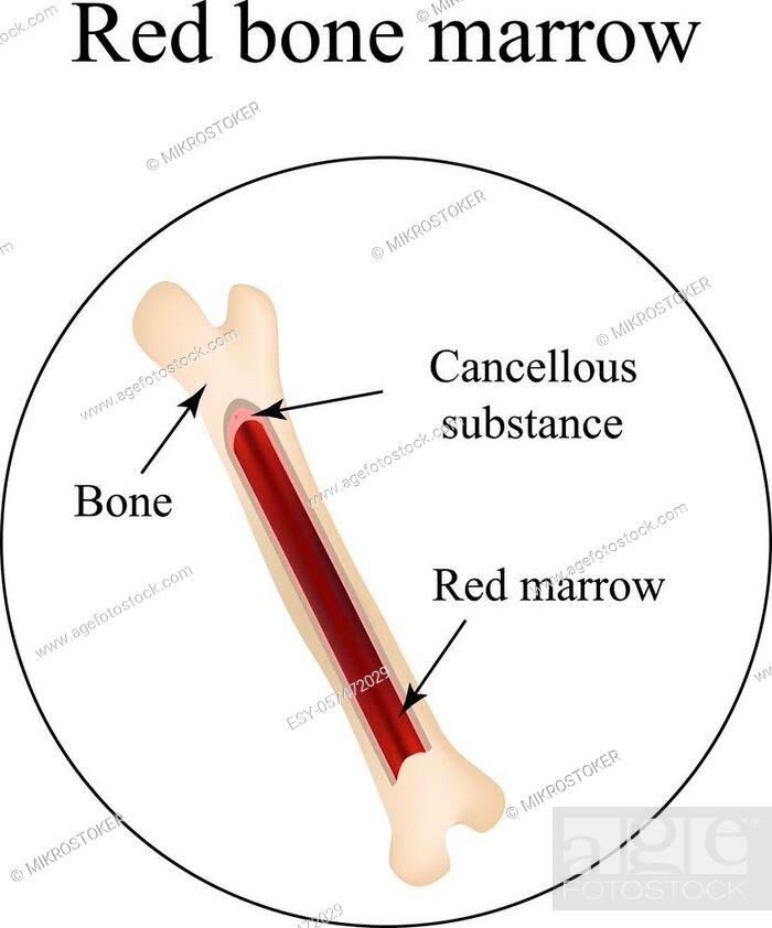 The structure of the bone marrow. Infographics. Vector illustration, Stock  Vector, Vector And Low Budget Royalty Free Image. Pic. ESY-057472029 |  agefotostock