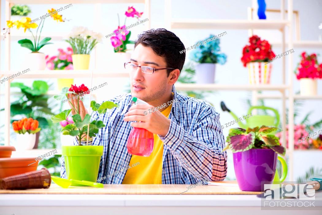 Stock Photo: Gardener florist working in a flower shop with house plants.