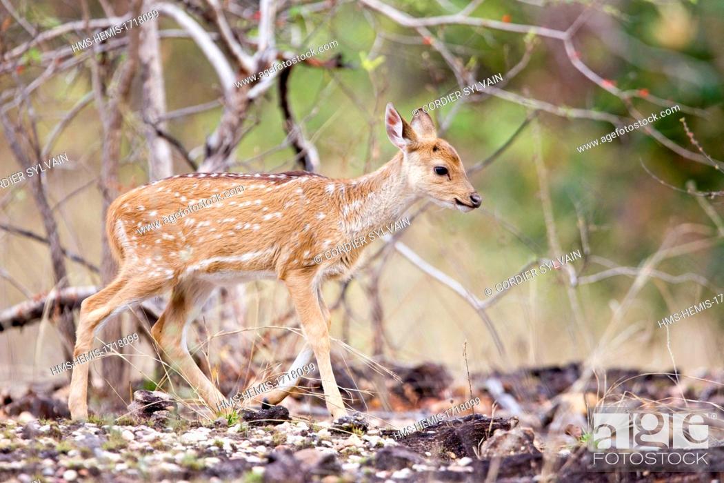India, Madhya Pradesh state, Bandhavgarh National Park, Spotted deer or  axis deer, Stock Photo, Picture And Rights Managed Image. Pic.  HMS-HEMIS-1718099 | agefotostock