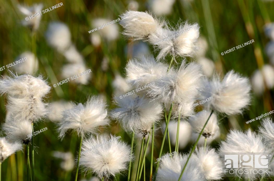 Imagen: Flowering Hare's-tail Cottongrass, Tussock Cottongrass or Sheathed Cottonsedge (Eriophorum vaginatum), Grundbeckenmoor near Rosenheim, alpine upland, Bavaria.