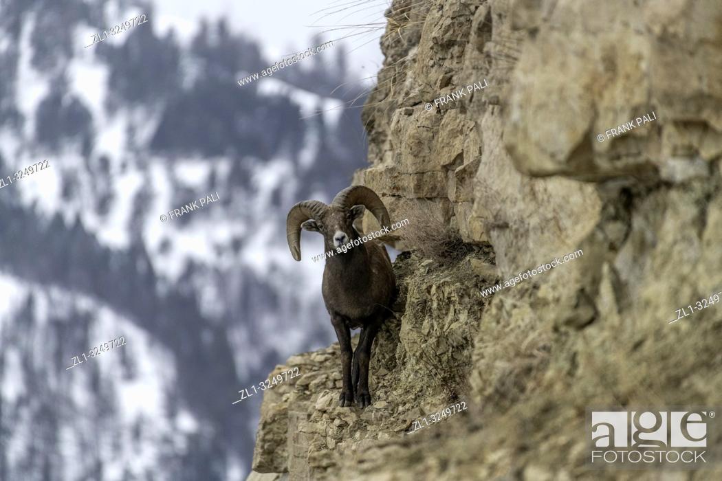 Stock Photo: An adult male Bighorn sheep 'Ovis canadensis', standing on top of a rocky ridge against a blue sky in lamar Valley Yellowstone National Park.
