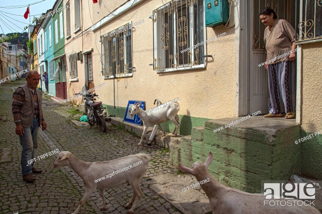 DELIVERY OF MILK WITH THE GOATHERD AND HIS GOATS, STREET SCENE, FERAH  STREET, Stock Photo, Picture And Rights Managed Image. Pic. GPT-TRPF0362 |  agefotostock