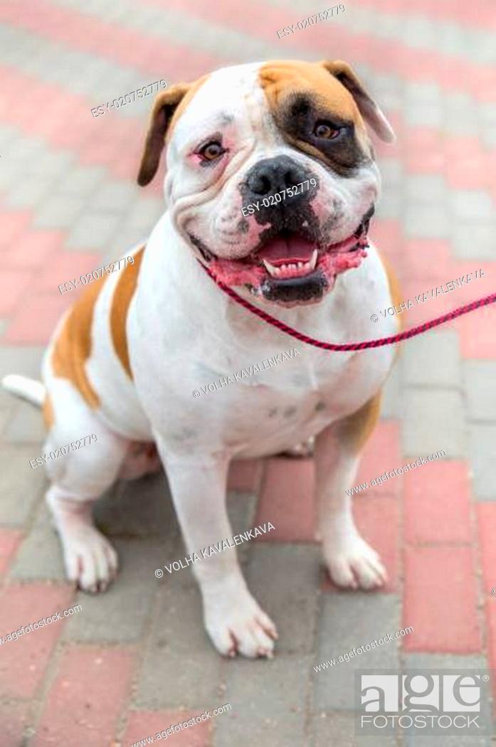 Stock Photo: domestic dog English Bulldog breed.