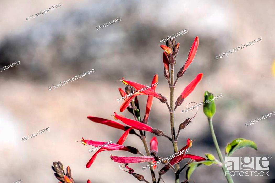 Stock Photo: Close up of Chuparosa (Justicia californica) wildflowers, Anza-Borrego Desert State Park, California.