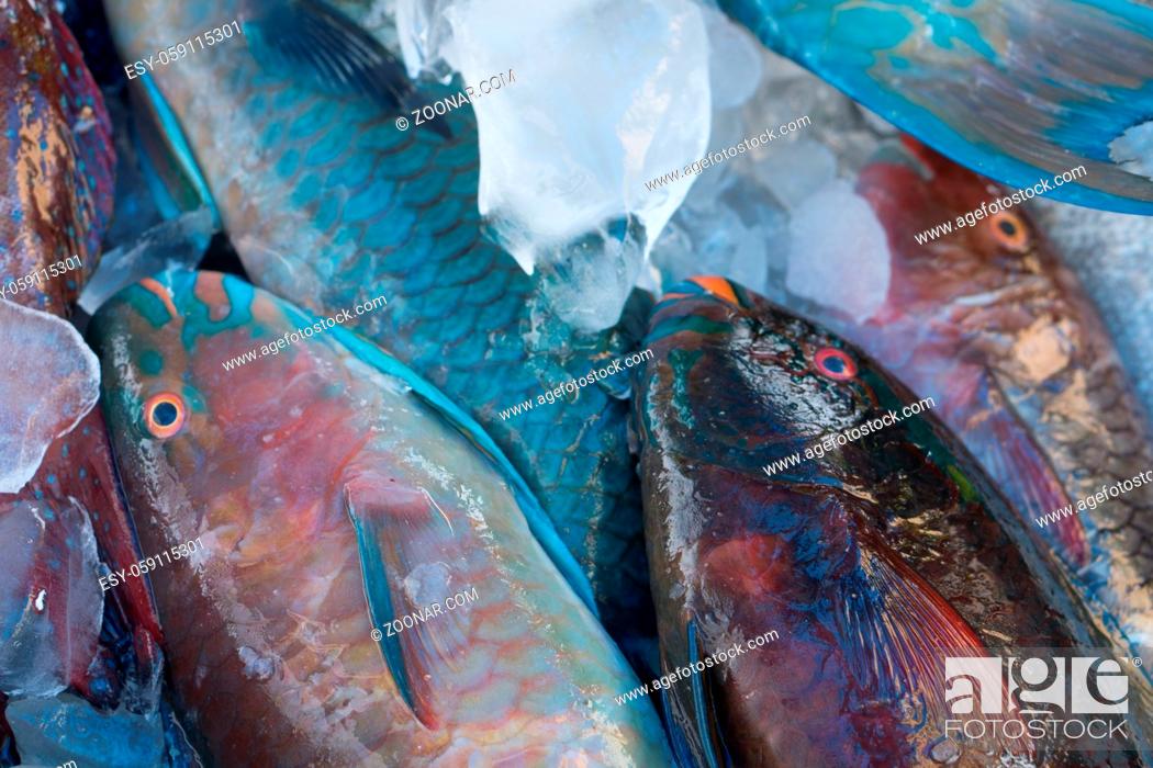 Stock Photo: Closeup of turquoise parrot fish preserved on ice at fishmarket.