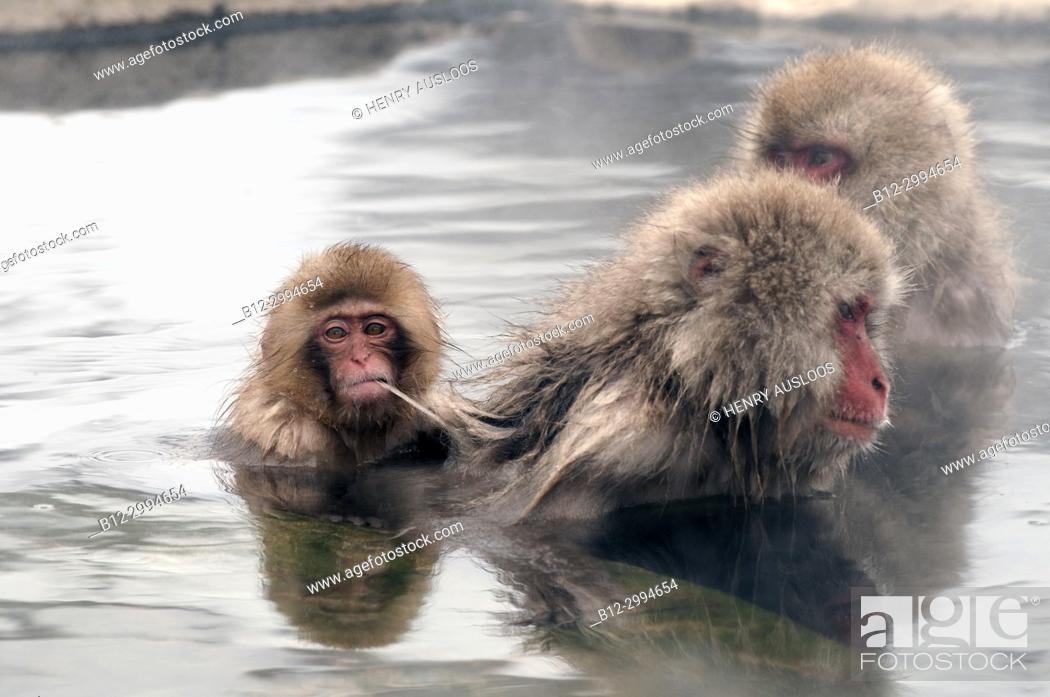 Photo de stock: Japanese macaque or snow japanese monkey (Macaca fuscata) baby in onsen, Japan.