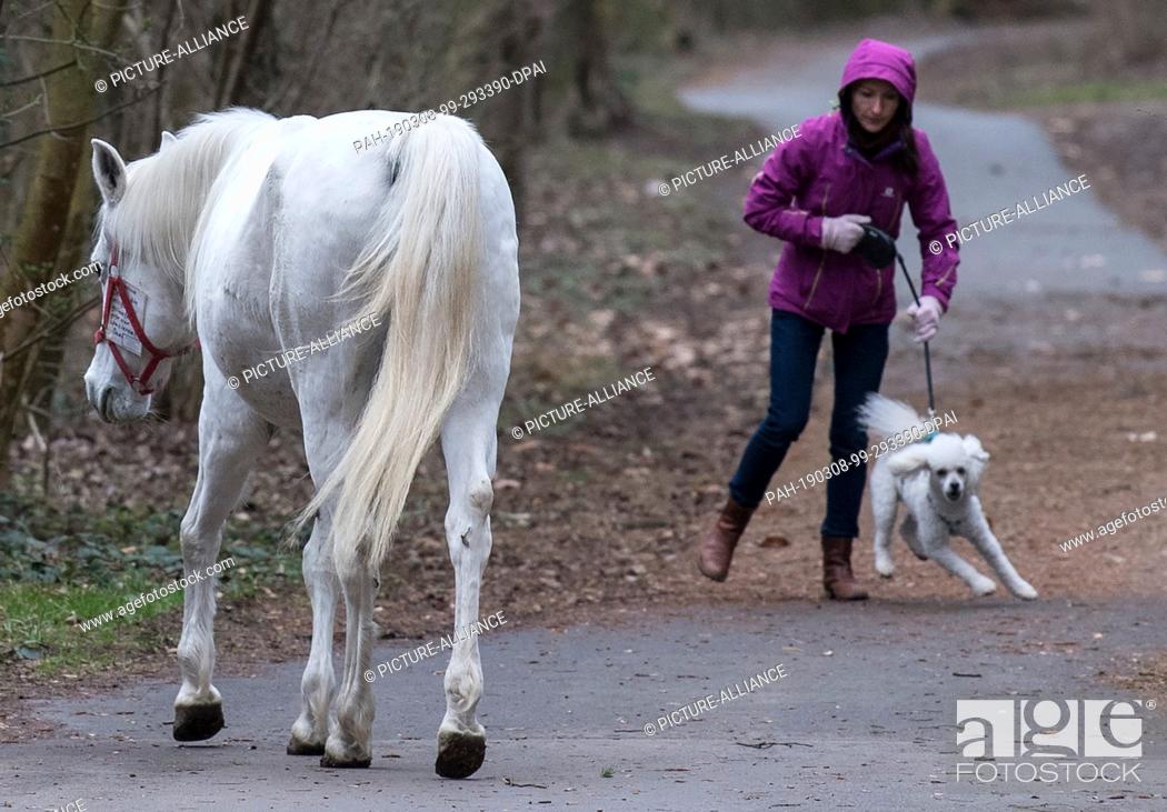Photo de stock: 08 March 2019, Hessen, Frankfurt/Main: The poodle of a walker reacts yelpingly when the Arabian mare ""Jenny"" meets him on the banks of the Main.