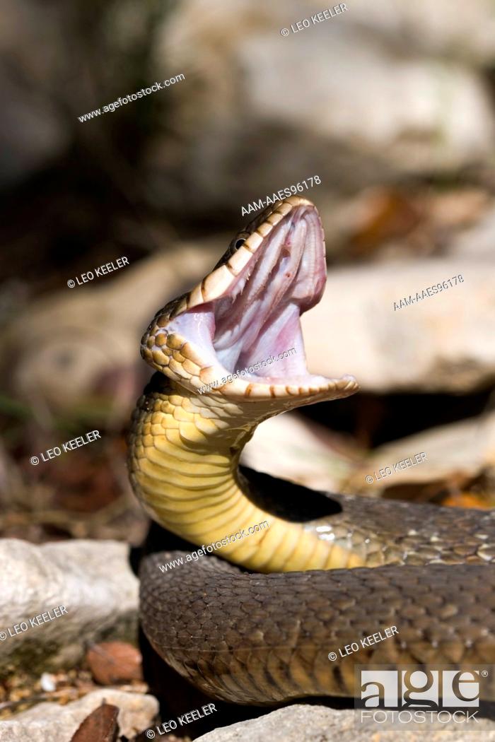 Stock Photo: Blotched Watersnake (Nerodia erythrogaster transversa) in Texas Hill Country, Comfort Texas.