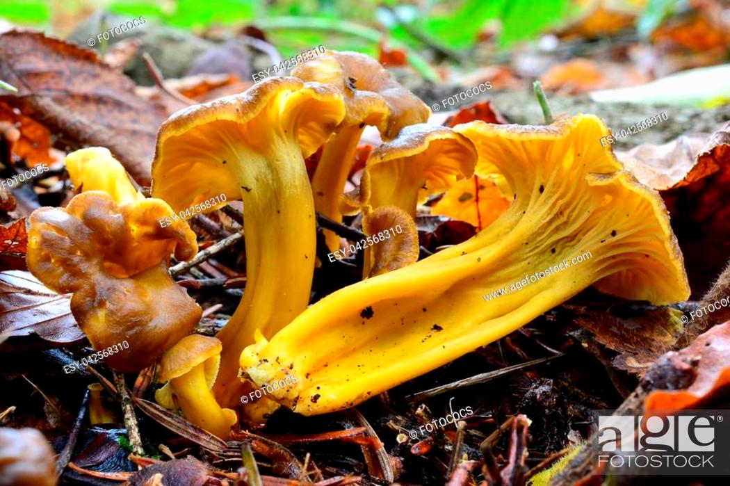 Stock Photo: Craterellus lutescens, or Cantharellus lutescens or Cantharellus xanthopus or Cantharellus aurora, commonly known as Yellow Foot.