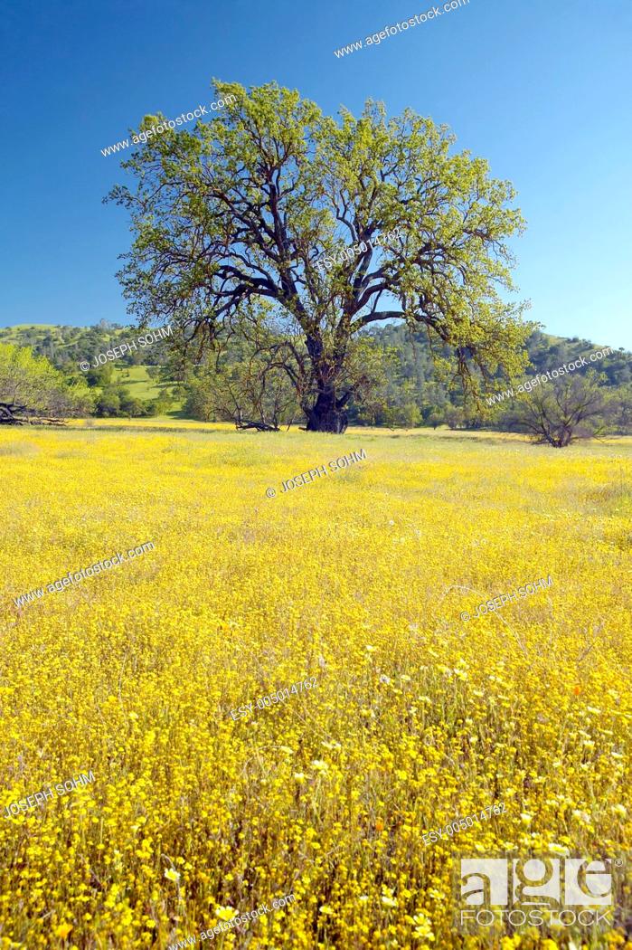 Stock Photo: Lone tree and colorful bouquet of spring flowers blossoming off Route 58 on Shell Creek road, west of Bakersfield in CA.