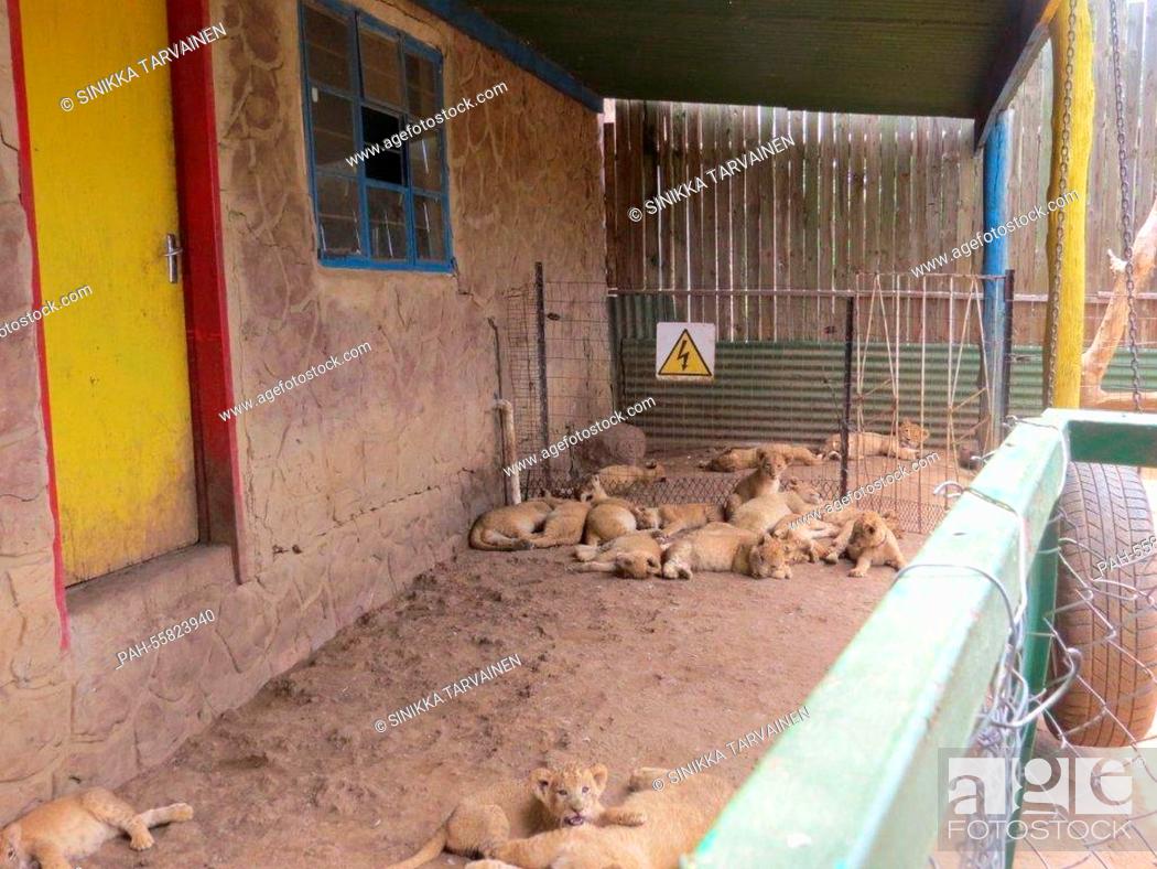 Stock Photo: A group of lion cubs take a nap in a compound of the Moreson's Ranch in Vrede, South Africa, 10 February 2015. Photo: Sinikka Tarvainen/dpa | usage worldwide.