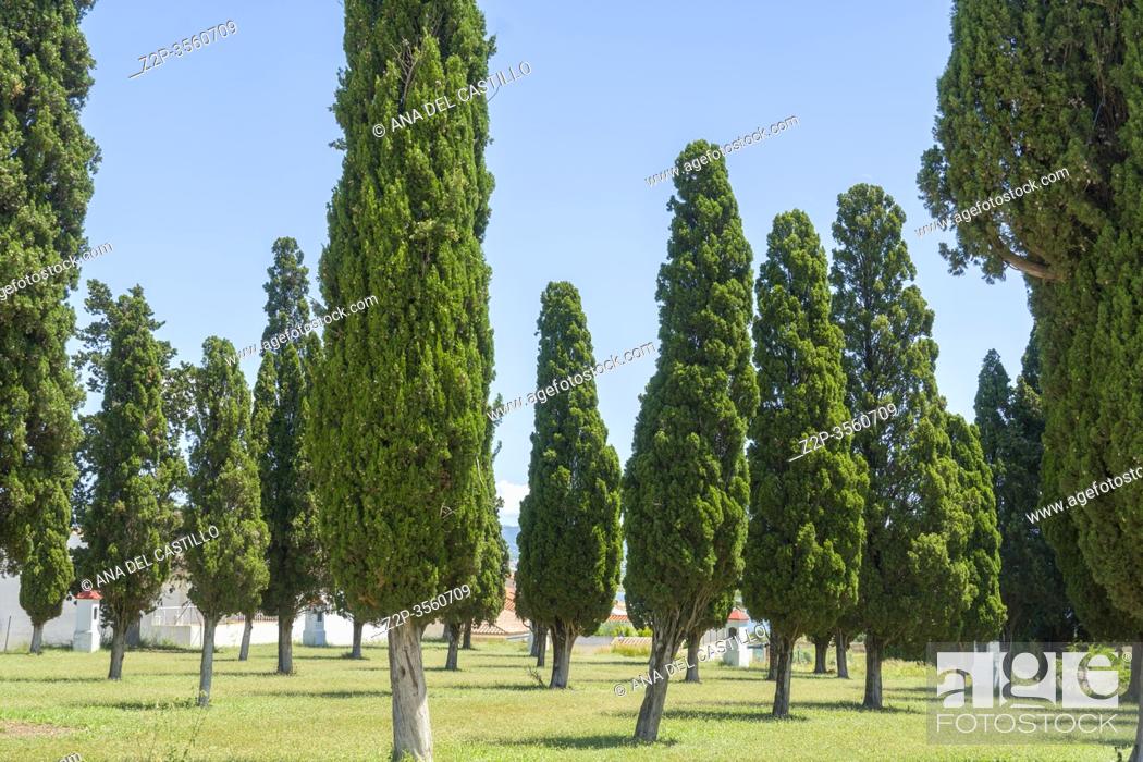 Stock Photo: Cypress of the stations of the cross near the Christ chapel in Guadasequies village banks of Bellus reservoir Valencia province Spain.