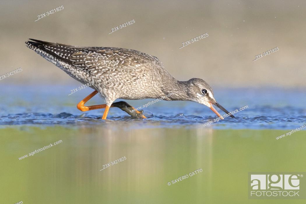 Stock Photo: Spotted Redshank (Tringa erythropus), side view of a juvenile catching small fish in a pond, Campania, Italy.